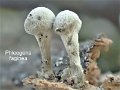 Phleogena faginea-amf1429